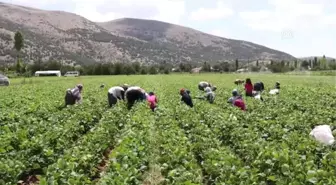 Fasulye, Burdurlu Çiftçinin Yüzünü Güldürdü