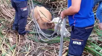 Bartın'da Çamura Saplanan İneği Afad Kurtardı