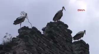 Leyleklerin Tarihi Surlarda Göç Molası