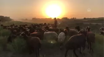 Sıcaktan Bunalan Hayvanlar Su Kanalında Serinletiliyor