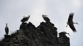 Topkapı Surlarında Göç Molası