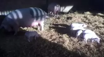 İngiliz İtfaiyeciler Kurtardıkları Domuzların Sosisini Yedi