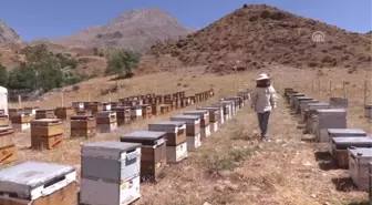 Organik Arıcılık Devlet Desteğiyle Artıyor - Tunceli