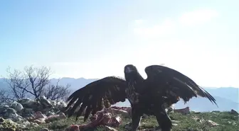 Ankara'nın Yanı Başındaki Vahşi Hayat Foto Kapanında