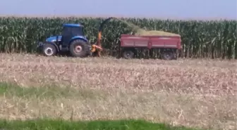 Edirne Çiftçisi Silajlık Mısırlarını Biçiyor