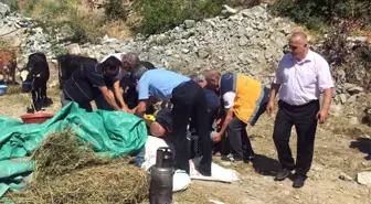 Kurbanlık Boğa Sahibini Hastanelik Etti