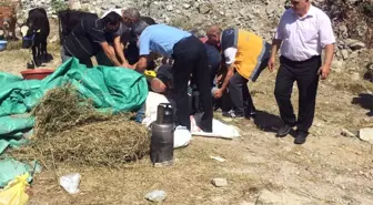 Kurbanlık Boğa Sahibini Yaraladı