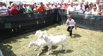 Oğlak Yakalama Yarışması'