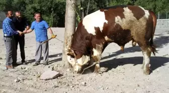 'Paşa'yı Alana Derin Dondurucu Hediye