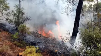 Çam Ağaçları Söndürülmeyen Mangal Yüzünden Kül Olmuş Olabilir