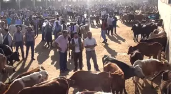 Diyarbakır'da Kurbanlıklar Görücüye Çıktı