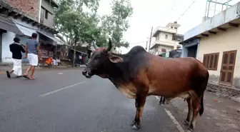 Hindular Kutsal Saydıkları İnekleri Satıyorlar