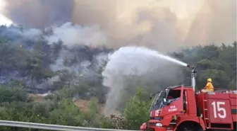 İzmir'de Zeytinlik Yangını