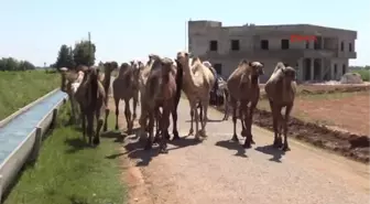 Şanlıurfa'da Eski Havalanı Pisti Kurbanlık Develere Kaldı