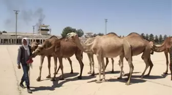 Şanlrurfa'da Eski Havalanı Pisti Kurbanlık Develere Kaldı