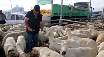 Şarkışla Hayvan Pazarında Hareketlilik