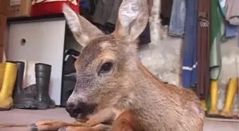 Tokat'ta Yavru Karaca Tedavi Altına Alındı