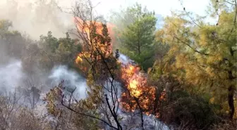 Antalya'da Orman Yangını (2) - Yeniden