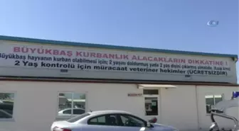 Araba Fiyatına Kurbanlık 'Mareşal'