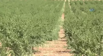 Bakan Fakıbaba Badem Hasat Şenliğini Başlattı