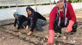 Güz Dönemi Domates Fideleri Toprakla Buluşuyor