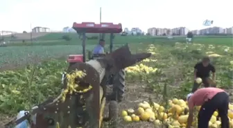 İlk Kez Ekildi, Üreticiyi Güldürdü