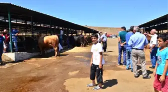 Kurbanlığını Satamayan Üreticiyi Sevindiren Haber