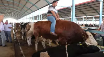 Kurbanlık Boğasıyla Şov Yaptı