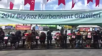 Kurbanlıklar Jüri Karşısına Çıktı