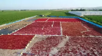 Şanlıurfalı Kadınların 'Acıyla İmtihanı'