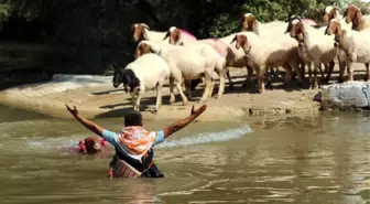 Sudan Koyun Geçirme Yarışması