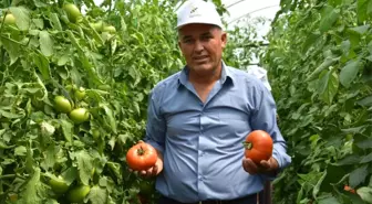 Yayla Domatesi Katar Sofrasında