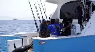 2017 Most Bodrum Turnuvası'nda 116 Kiloluk Orkinos Rekoru