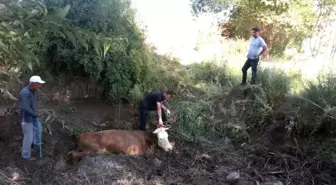 Çamura Saplanan İnek İtfaiye Tarafından Kurtarıldı