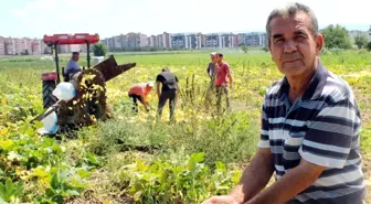 İlk Kez Ekildi, Üreticiyi Güldürdü