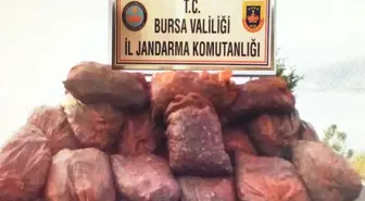 Jandarma Ekiplerinden Kaçak Midye Operasyonu