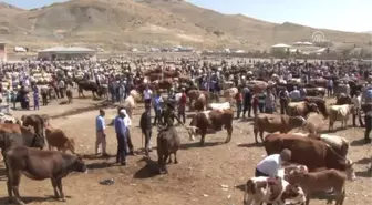 Hayvan Pazarında Kurban Bayramı Yoğunluğu