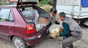 Bartın'da Hayvan Pazarında Yoğunluk