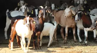 Bu Keçinin Eti Kolesterole ve Diyabete İyi Geliyor