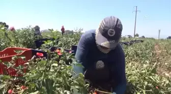 Ege'nin Kuru Domatesi İtalyan Sofralarını Süslüyor