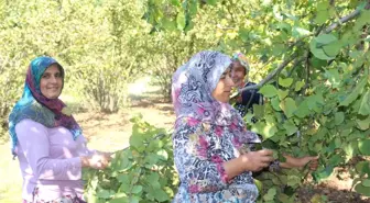 Ege Türküleri ile Fındık Hasadı