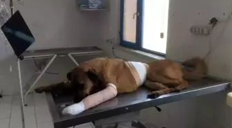 Antalya'da Sokak Köpeğine Kurşun Yağmuru