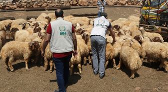 İhh Suriye'de Kurbanlık Alımını Tamamladı