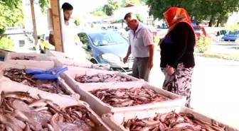 Türkiye'de Balık Tüketimi Dünyanın Gerisinde