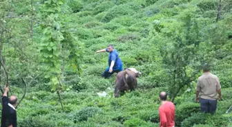 Rize'de 800 Kiloluk Boğa Önüne Geleni Kovaladı