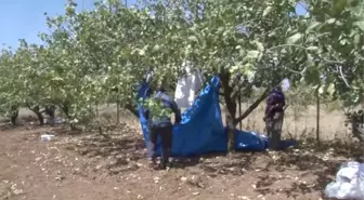 Fıstık Üreticisinin 'Çifte Bayram' Sevinci