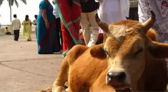 Hindistan'da İnek Kesmek İsteyen 4 Arakanlı Linç Edilmek İstendi