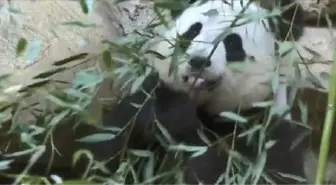 Fransa'da Doğan İlk Panda Bir Aylık Oldu