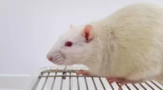 Sağlık, Kobay Fareler ile Gelecek