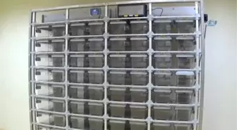 Sağlık Kobay Fareler ile Gelecek